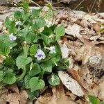 Viola rostrata Flower