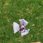 Herbertia lahue Lorea