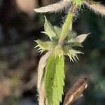 Sideritis romana 葉