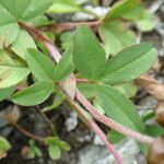 Trifolium badium Yaprak