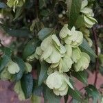Hymenocardia ulmoides Fruto