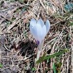 Crocus vernusKvet