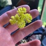 Eriogonum umbellatum Цвят