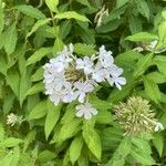 Phlox paniculataFlower