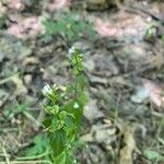 Lobelia inflata Flower