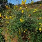 Crotalaria laburnifolia عادت