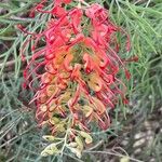 Grevillea tetragonoloba