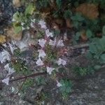 Origanum vulgare Blüte