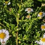 Symphyotrichum lanceolatum Fulla