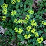 Chrysosplenium alternifolium Buveinė