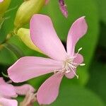 Saponaria officinalis Flower