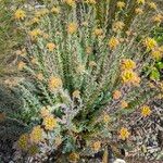 Petrosedum montanum Elinympäristö