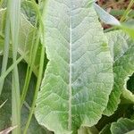 Primula veris Blad