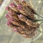 Verbena bonariensis ᱵᱟᱦᱟ