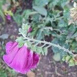 Digitalis purpureaFleur