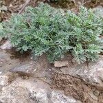 Artemisia caerulescens Hábito