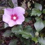 Hibiscus rosa-sinensis ᱵᱟᱦᱟ