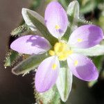 Spergularia nicaeensis Flower