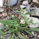 Phacelia hastata Folha