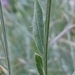 Xeranthemum cylindraceum Hoja