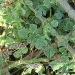 Ononis diffusa Leaf