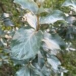 Elaeagnus commutata Leaf