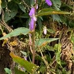 Campanula rapunculoides Folla