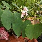 Bauhinia divaricata Blad