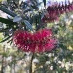 Melaleuca rugulosaKukka