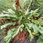 Rumex aquaticus Fuelha