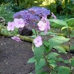 Hydrangea aspera Anthony BullivantKvet