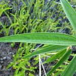 Boehmeria penduliflora Folha