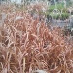 Miscanthus sacchariflorus Φύλλο