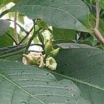 Voacanga africana Floare