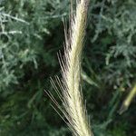 Hordeum bulbosum Other