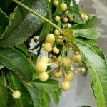 Ardisia crenata Fruit