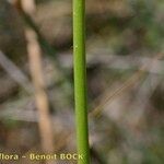 Saponaria bellidifolia Кора