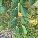 Cercidiphyllum japonicum 葉