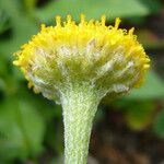 Tanacetum bipinnatum Flor