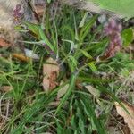 Lactuca graminifolia Листок