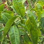Polysphaeria multiflora Hoja