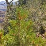 Pinus edulis Folha