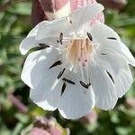 Silene uniflora Flor