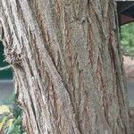 Ulmus pumila बार्क (छाल)