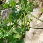 Erodium moschatum Vrucht