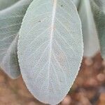 Salvia apiana Blatt