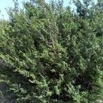 Juniperus macrocarpa Habitus