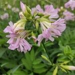 Saponaria officinalisBlomma