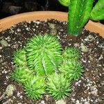 Euphorbia susannae Feuille