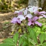 Cardamine heptaphylla പുഷ്പം